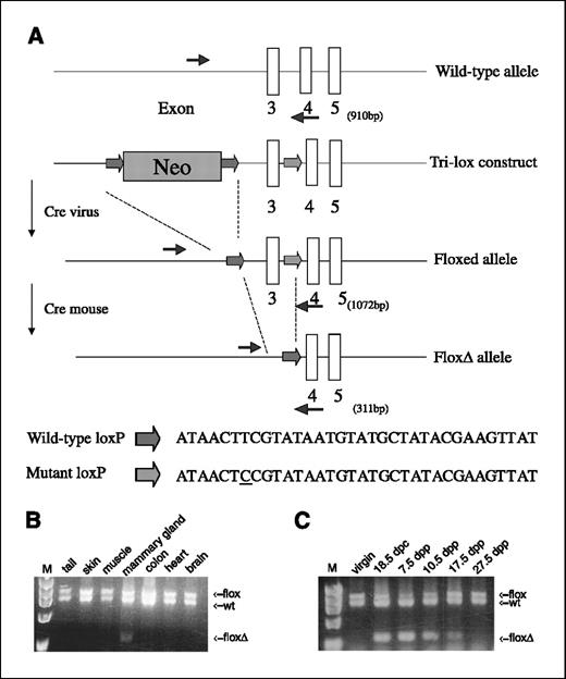 Figure 1. Tissue-specific deletion of Bin1 in murine mammary gland. A, Bin1 flox targeting construct. White boxes, exons. Colored arrows, the WT (solid) and variant mutant (hatched) loxP sites; thin arrows, location of PCR primers with the size of the predicted amplification products given in bp. The structure of the tri-lox-targeting plasmid is noted along with the structure of the desired floxed or floxΔ alleles generated by Cre-mediated recombination in ES cells in vitro or in vivo, respectively. The position of the T→C mutation introduced into the variant loxP site. B, mammary gland–specific recombination in wap-cre;+/flox mice. Genomic DNA isolated from various tissues was subjected to PCR using the Bin1 primers presented above (blue arrows). Conversion to the floxΔ allele occurred specifically only in the mammary glands of parous female mice. C, kinetics of wap-cre–mediated recombination. Generation of the floxΔ allele is apparent during and after pregnancy and weaning.
