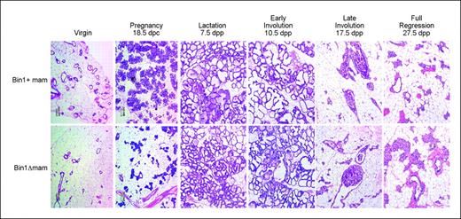 Figure 2. Bin1 ablation delays mammary ductolobular remodeling during pregnancy. At the times indicated, mammary gland tissue sections were prepared and processed from Bin1+mam and Bin1Δmam mice for histologic analysis.