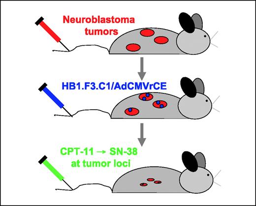 Figure 1. Schematic representation of the proposed NDEPT. Mice bearing disseminated neuroblastoma receive i.v. injections of HB1.F3.C1 cells transduced to express a secreted form of rCE. These cells migrate selectively to tumors in vivo. The rCE at tumor sites converts systemically given CPT-11 to its active form, SN-38. High concentrations of SN-38 at tumor loci are cytotoxic to tumors, with minimal toxic side effects.