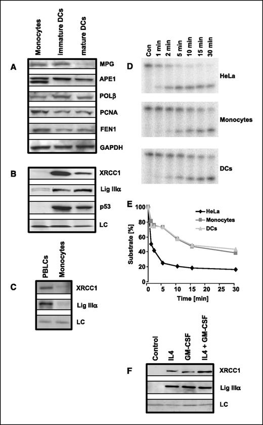 Figure 4. Expression of BER proteins in monocytes and monocyte-derived dendritic cells. A, protein expression of MPG, APE1, Polβ, PCNA, and FEN1 in total cell extracts. Glyceraldehyde-3-phosphate dehydrogenase (GAPDH) served as loading control. B, expression of XRCC1, Lig IIIα, and p53 in nuclear extracts. Bottom, Ponceau staining of protein on the gel (loading control, LC). C, expression of XRCC1 and Lig IIIα in monocytes and PBLCs. D, activity of APE1 in HeLa cells, monocytes, and dendritic cells. Extracts of HeLa cells, monocytes, and dendritic cells were assayed for APE activity as described in Materials and Methods. After incubation at different times, aliquots were taken and separated on a 20% sequencing gel. Control (Con) was incubated for 30 min in the absence of cell extract. Top band, uncleaved 35-mer substrate; bottom band, converted 15-mer radiolabeled oligonucleotide. E, quantification of radioactively labeled oligonucleotides converted into cleavage products as assayed in time course experiments by densitometric analysis. F, expression of XRCC1 and Lig IIIα in monocytes not treated (Control) or treated with IL-4, GM-CSF, or both, for 1 wk.