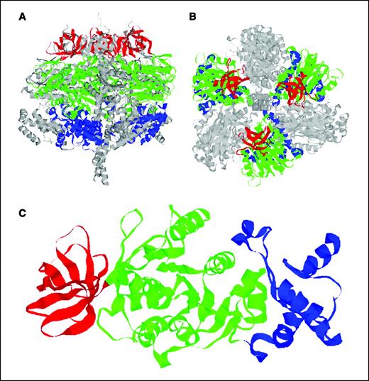 Figure 1. Relative position of the β-subunit within F1 ATP synthase. The domains (color) of the catalytic β-subunit of human F1 ATP synthase are represented in the context of the three-dimensional crystallographic structure of bovine F1 ATP synthase (PDB ID: 1BMF; gray scale) in side profile (A) and from a bird's eye view looking downward at the alternating β barrels of the first domains of α- and β-subunits within F1 ATP synthase (B). The domains of a β-subunit (C) in the ATP-bound conformation are identified individually within an isolated β-subunit; domain 1 (red), domain 2 (green), and domain 3 (blue). The breakpoints for the domains were chosen as follows: domain 1 forms a clearly delineated β barrel motif; domain 2 was separated from domain 3 by a flexible loop, with Met#408 chosen as the breakpoint between domains to facilitate soluble expression of individual domains 2 and 3. ATP synthesis and hydrolysis occur in domain 2, which contains the active nucleotide-binding site within the β-subunit. Domains 2 and 3 undergo conformational changes during enzymatic catalysis, with domain 3 interacting with the rotating γ-subunit extending the length of the F1 component, whereas domain 1 remains relatively fixed in interactions with the β-barrel domains of adjacent α-subunits (gray) forming a hexameric tether of β barrels as seen in (B).