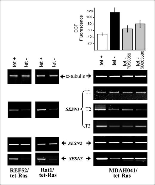 Figure 3. Effect of conditional expression of N-RasD13 and inhibitors of MEK1 (PD98059) and p38 (SB203580) on amounts of SESN1, SESN2, and SESN3 mRNAs and ROS levels. Ras-expressing REF52/tet-Ras and Rat1/tet-Ras cells were analyzed on the 5th day after tetracycline withdrawal; MDAH041/tet-Ras cells were incubated in tetracycline-free medium for 7 d; PD98059 (10 μmol/L; Promega) and SB203580 (0.5 μmol/L; Promega) were added for the last 48 h; and DCF-DA fluorescence and mRNAs were detected as described in Materials and Methods.