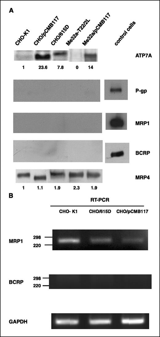 Figure 1. Expression of transporter proteins and mRNA in ATP7A-expressing cells. A, membrane vesicles (100 μg) of CHO-K1, CHO/pCMB117, CHO/615D, Me32a-T22/2L, and Me32a/pCMB117 cells and membrane vesicles (20 μg) of each control cells (right lane) were separated by 7.5% SDS-PAGE, and ATP7A, P-gp, MRP1, BCRP, and MRP4 proteins were detected with specific antibodies. Positive control cells were KB-C2, KB/MRP, and MCF-7/AdVp3000 cells for P-gp, MRP1, and BCRP, respectively. Quantified indices of ATP7A and MRP4 expression level were indicated under each band. B, mRNA expression of MRP1 (top), BCRP (middle), and GAPDH used as a control (bottom) was measured by RT-PCR. Amplification of cDNA and genomic DNA was carried out as described in Materials and Methods and detected the bands of 250 bp for BCRP cDNA, 900 bp for genomic MRP1, and 700 bp for genomic BCRP. An amplified band using human BCRP cDNA as template with the same primers and the representative condition. The sequence of the 203-bp amplified cDNA and genomic DNA of MRP1 was completely identical to those in the hamster database. Although the hamster sequence of BCRP was not in the database, the sequence of the protein-encoding regions of the genomic hamster DNA was 89% identical to those of mouse BCRP (data not shown).