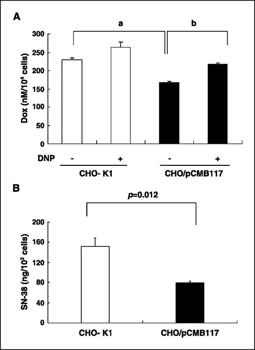 Figure 3. Effect of ATP7A expression on intracellular accumulation of doxorubicin and SN-38. A, CHO-K1 (white columns) and CHO/pCMB117 (black columns) cells were preincubated with or without DNP for 30 min and then further incubated with [14C] and cold doxorubicin for 1 h. The radioactivity of solubilized cells was determined with a liquid scintillation counter. The results indicate the intracellular accumulation of doxorubicin (nmol/L/104 cells). P = 0.0013 (a) and 0.0014 (b). Bars, SD. B, CHO-K1 (white column) and CHO/pCMB117 (black column) cells were incubated with 1 μmol/L SN-38 for 30 min, and SN-38 extracted from the cells was measured by HPLC. P = 0.012, the difference is significant.