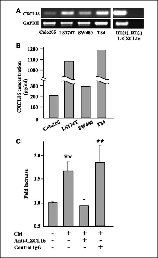 Figure 2. CXCL16 expression in human CRC cell lines. A, RT-PCR analysis of CXCL16 expression in four human CRC cell lines. L-CXCL16 was used as a positive control. B, measurement of soluble CXCL16 in conditioned media of four human CRC cell lines by ELISA. C, chemotactic activity of CXCL16 secreted by LS174T. LS174T supernatants were added to the lower wells with or without neutralizing anti-CXCL16 antibody. DiA-labeled L-CXCR6 cells were placed in the upper compartments of transwell chambers. After 6-h incubation, cells that migrated into lower wells were lysed and quantitated by fluorescence intensity measurement. Conditioned media (CM) of LS174T cells induced chemotaxis in L-CXCR6 cells and anti-CXCL16 antibody completely abrogated chemotactic activity.