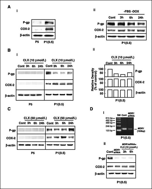 Figure 1. Effect of celecoxib on COX-2 and P-glycoprotein expression in P5 and P1(0.5) cells. A, i, Western blot analysis of P-glycoprotein (P-gp) and COX-2 expression in P5 and P1(0.5) cells at basal conditions. ii, Western blot analysis of P-glycoprotein and COX-2 expression in P1(0.5) cells cultured at basal conditions (Cont) or in doxorubicin (DOX)-free, serum-free medium for 3, 6, and 24 h. B, i, P-glycoprotein and COX-2 expression in P5 and P1(0.5) cells at basal conditions and after treatment with 10 μmol/L celecoxib (CLX) for 3, 6, and 24 h. ii, results of densitometric analysis in P1(0.5) cells are reported in the graph as percentage of control band density. C, P-glycoprotein and COX-2 expression in P5 and P1(0.5) cells at basal condition and after treatment with 50 μmol/L celecoxib for 3, 6, and 24 h. D, i, effect of the MDR1 siRNA on MDR1 mRNA expression evaluated by RT-PCR analysis at basal conditions and after 72 h transfection with MDR1 siRNA in P1(0.5) cells. SM, 123-bp size marker (Invitrogen Life Technologies). ii, P-glycoprotein and COX-2 expression at basal conditions, after 72 h transfection with MDR1 siRNA and after treatment with 10 μmol/L celecoxib for 3 and 6 h following 72 h transfection (MDR1 siRNA + celecoxib 10 μmol/L) in P1(0.5) cells. β-Actin was used in all Western blot analyses as a protein loading control. Three separate experiments were done and one representative of all is shown.