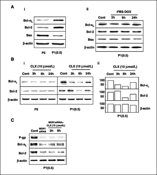 Figure 2. Effect of celecoxib on the expression of proapoptotic and antiapoptotic proteins in P5 and P1(0.5) cells. A, i, Western blot analysis of Bcl-xL, Bcl-2, and Bax expression in P5 and P1(0.5) cells at basal conditions. ii, Western blot analysis of Bcl-xL, Bcl-2, and Bax expression in P1(0.5) cells cultured at basal conditions or in doxorubicin-free, serum-free medium for 3, 6, and 24 h. B, i, Bcl-xL and Bcl-2 expression in P5 and P1(0.5) cells at basal condition and after treatment with 10 μmol/L celecoxib for 3, 6, and 24 h. ii, results of densitometric analysis in P1(0.5) cells are reported in the graph as percentage of control band density. C, P-glycoprotein, Bcl-xL, and Bcl-2 expression at basal conditions, after 72 h transfection with MDR1 siRNA, and after treatment with 10 μmol/L celecoxib for 3 and 6 h following 72 h transfection (MDR1 siRNA + celecoxib 10 μmol/L) in P1(0.5) cells. β-Actin was used in all Western blot analyses as a protein loading control. Three separate experiments were done and one representative of all is shown.
