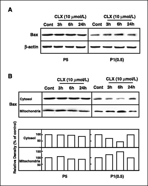 Figure 3. Effect of celecoxib on the expression and subcellular localization of Bax protein in P5 and P1(0.5) cells. A, Western blot analysis of Bax expression in whole-cell lysates of P5 and P1(0.5) cells at basal conditions and after treatment with 10 μmol/L celecoxib for 3, 6, and 24 h. β-Actin was used as a protein loading control; three separate experiments were done and one representative of all is shown. B, Western blot analysis for subcellular localization of Bax protein expression in mitochondrial and cytosolic fractions obtained from P5 and P1(0.5) cells at basal conditions and after treatment with 10 μmol/L celecoxib for 3, 6, and 24 h; results of densitometric analysis are reported in the graph as percentage of control band density. Three separate experiments were done and one representative of all is shown.