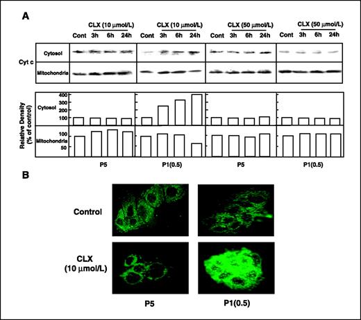 Figure 4. Effect of celecoxib on cytochrome c release into cytosol in P5 and P1(0.5) cells. A, Western blot analysis of cytochrome c protein expression in mitochondrial and cytosolic fractions obtained from P5 and P1(0.5) cells at basal conditions and after treatment with 10 or 50 μmol/L celecoxib for 3, 6, and 24 h; results of densitometric analysis are reported in the graph as percentage of control band density; three separate experiments were done and one representative of all is shown. B, immunofluorescence analysis of cytochrome c release into cytosol in P5 and P1(0.5) cells cultured for 3 h in doxorubicin-free, serum-free medium (Control) or treated with 10 μmol/L celecoxib for 3 h. Cells labeled with cytochrome c antibody were visualized by using a fluorescence microscope (original magnification, ×40); the images are representative of five separate experiments.
