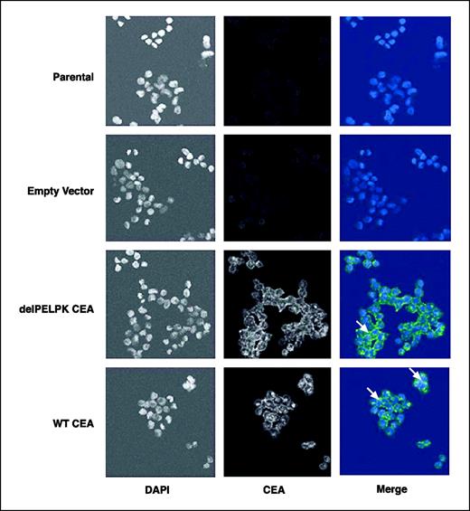 Figure 4. Detection of WT CEA and delPELPK CEA. Confocal microscopy using the MN3 anti-CEA antibody (Immunomedics) was used to detect the expression of the delPELPK CEA mutant as well as WT CEA. Parental clone A cells and clone A stably transfected with empty vector are negative for CEA expression, whereas clone A cells stably transfected with WT or delPELPK CEA show CEA membrane localization. DAPI staining was used to localize nuclei. CEA staining (green). Magnification, ×40. Arrows, regions where CEA reactive protein is on plasma membranes between cells.