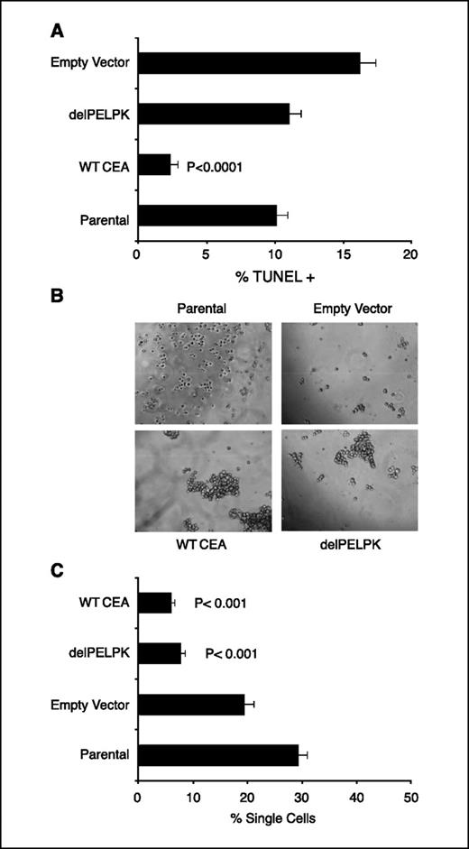 Figure 5. Deletion of PELPK motif abrogates antianoikis effects of CEA but does not affect intercellular adhesion. A, clone A cells stably transfected with the indicated vectors were grown under PH conditions for 96 h. Apoptosis was measured by TUNEL staining. *, P < 0.0001. PELPK motif of CEA is required for protection against anoikis because clone A cells stably expressing the delPELPK mutant were not rescued from anoikis compared with cells expressing WT CEA. B, representative pictures of aggregation of clone A cells (untreated), clone A cells stably transfected with WT CEA, delPELPK CEA, or empty vector grown in suspension for 96 h. C, quantification of the percentage of single cells that were not in aggregates from B. Columns, mean percentage of single cells and are inversely proportional to the degree of intercellular adhesion; bars, SD. *, P < 0.001 versus Empty Vector and Parental clone A. Deletion of PELPK motif does not affect intercellular adhesion.