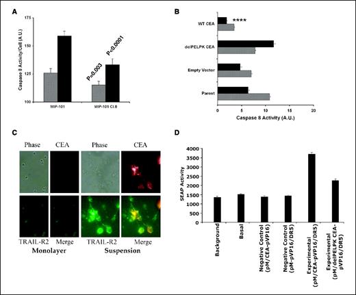 Figure 6. CEA directly interacts with DR5 and decreases caspase-8 activation. A, CEA-negative MIP-101 cells and CEA-positive MIP-101 clone 8 cells were grown under monolayer (hatched columns) or PH (solid columns) conditions for 24 h, after which caspase-8 activity was measured using a caspase-8–specific substrate in a colorimetric assay. CEA expression in MIP-101 clone 8 cells decreases caspase-8 activity compared with MIP-101 parental cells especially in suspension culture (P = 0.003 for monolayer and P < 0.0001 for suspension culture) Columns, mean of caspase-8 activity in A.U. as described in Materials and Methods; bars, SE. B, clone A and its stable transfectants were grown under monolayer or PH conditions for 24 h, after which caspase-8 activity was measured as in A. Deletion of the PELPK motif abrogates the ability of CEA to decrease caspase-8 activity (****, P < 0.0001 by ANOVA for WT CEA versus all other groups). C, MIP-101 cells were cultured for 24 h on either monolayer culture or in suspension on PH and stained for CEA and DR5 as outlined in Materials and Methods. Growth in suspension induced expression of both CEA and DR5 which colocalize at the plasma membrane. D, WT or the mutant delPELPK CEA and DR5 were cloned in the pM and pVP16 vectors of the BD Matchmaker Mammalian Assay kit 2 (Clontech), respectively. HEK 293T cells were transfected with these vectors and the SEAP reported plasmids for 48 h, and protein-protein interactions were then assessed by measuring SEAP activity in a chemiluminescent assay. WT CEA and DR5 interact because SEAP activity is significantly increased over all negative control (P < 0.0001 by ANOVA versus negative controls). Columns, mean; bars, SE. delPELPK sequence also significantly decreased the extent of this interaction (P < 0.0001 versus WT CEA).