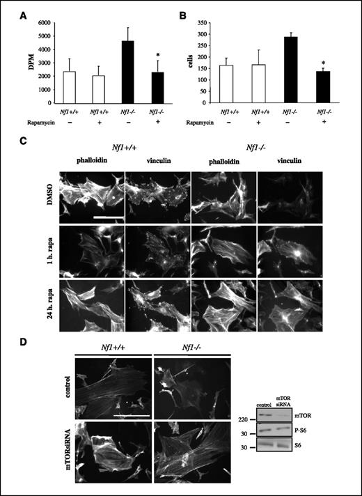 Figure 1. Nf1−/− astrocytes exhibit mTOR-dependent increases in cell proliferation and cell motility as well as decreased actin stress fiber formation. A, Nf1−/− astrocytes exhibit a 2-fold increase in cell proliferation as determined by [3H]thymidine incorporation, which is reduced to wild-type levels by treatment with 10 nmol/L rapamycin. B, Nf1−/− astrocytes exhibit nearly a 2-fold increase in cell migration using a Boyden chamber assay, which is reduced to wild-type levels by treatment with 10 nmol/L rapamycin. C, serum-starved Nf1−/− astrocytes treated with 10 nmol/L rapamycin (rapa) for 1 or 24 h exhibit a dramatic increase in stress fiber formation (phalloidin) and focal adhesions (vinculin) as determined by immunocytochemistry. D, expression of a mTOR-specific siRNA rescues actin stress fiber formation in Nf1−/− astrocytes. Western blotting of Nf1−/− astrocytes confirmed that the mTOR siRNA inhibited mTOR protein expression and pathway activation as shown by immunoblotting for phosphorylated S6 (P-S6). Total S6 serves as a protein loading control. Bar, 200 μm. Magnification, ×20. *, P < 0.05.