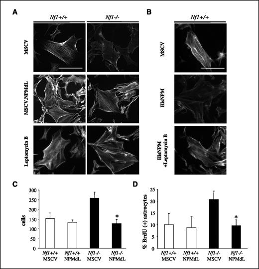 Figure 6. NPM mediates actin stress fiber formation, cell motility, and cell proliferation in Nf1−/− astrocytes. A, NPM function was inhibited genetically using a mutant protein (NPMdL) that cannot shuttle between the nucleus and cytoplasm and pharmacologically using leptomycin B, an inhibitor of CRM1-dependent nuclear export. Inhibition of NPM shuttling activity either genetically or pharmacologically rescued actin stress fiber formation in Nf1−/− astrocytes but did not alter actin stress fibers in wild-type cells. B, overexpression of NPM (MSCV.His.NPM) in wild-type astrocytes resulted in decreased actin stress fiber formation that was rescued by leptomycin B. Expression of the NPM shuttling mutant NPMdL in Nf1−/− astrocytes restored cell motility (C) and cell proliferation (D) to wild-type levels. Inhibition of NPM shuttling function had no effect on cell motility or proliferation in wild-type cells. Bar, 200 μm. Magnification, ×20. *, P < 0.05.