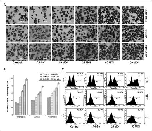 Figure 3. Effect of Ad-MMP-9 on Daoy cell adhesion to various matrices. Daoy cells were infected with mock, 100 MOI of Ad-SV, or the indicated doses of Ad-MMP-9 for 24 h. A, adhesion assays were done on vitronectin, fibronectin, and laminin. B, percentage of mock control adhesion to vitronectin. Columns, mean of three experiments; bars, SD. All experiments were done in triplicate. P < 0.05 is significant. C, FACS analysis of integrin expression. Daoy cells were washed in blocking solution and incubated with monoclonal anti-integrin antibodies αvβ3, α5β1, and β4 for 30 min. Integrin expression was determined using a FITC-conjugated secondary antibody. Data from a representative experiment repeated thrice with similar results.