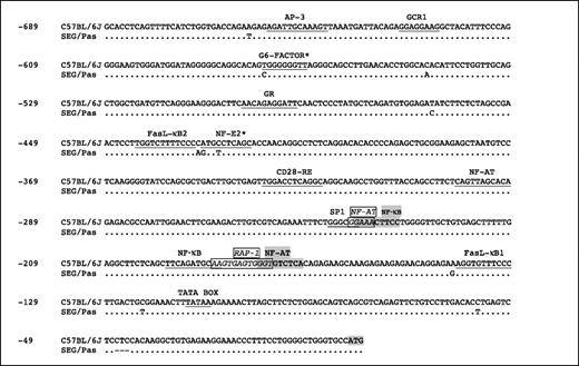 Figure 2. Comparison between the FasL promoter sequences of C57BL/6J and SEG/Pas mice. Numbers on the left, base pair position from the translational start site. Dots, sequence identity. Polymorphisms are indicated by the corresponding nucleotide substitution or deletion. Transcription factor binding sites are underlined (and also shaded and in italics when overlapping) based on proved and potential sites described previously (21, 45–49). Asterisk, polymorphisms located in transcription factor binding sites.