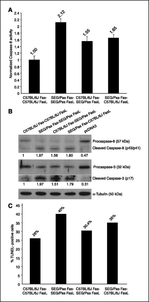 Figure 5. Apoptotic activity of C57BL/6J- and SEG/Pas-derived Fas/FasL systems in vitro. A, Caspase-Glo 8 Assay measures the amount of active caspase-8 in a luciferase-linked manner. HEK-293 cells transiently transfected with C57BL/6J- or SEG/Pas-derived Fas and FasL were combined and analyzed 8 h later for caspase-8 activity. Normalized caspase-8 activity in each system is expressed as the ratio [(mean relative luminescent unit value for each system − Blank) / (mean relative luminescent unit value for C57BL/6J − Blank)]. Blank: mean relative luminescent unit of medium without cells. SDs and statistical analysis are shown in the main text. All data represent an average of three independent experiments, each one carried out in triplicate. A one-way ANOVA and a Tukey comparison post test evidenced significant differences among the groups (P < 0.01), except for the two heterologous combinations. B, Western blots for caspase-8 and caspase-3 activation using cell extracts from the same combinations used in (A) for the Caspase-Glo 8 Assay. Value under each band, expression of cleaved caspase, normalized to α-tubulin and referred to that of C57BL/6J Fas-C57BL/6J FasL. C, quantification of TUNEL-positive cells. The number of TUNEL-positive cells was counted from a total number of at least 250 cells, estimated through optical microscopy, and represented as the percentage of positive cells as referred to the total.
