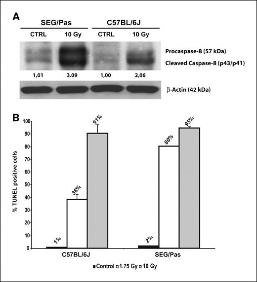 Figure 6. Apoptotic activity of thymic T cells from C57BL/6J and SEG/Pas mice. A, Western blot for caspase-8 activation using protein extracts from C57BL/6J and SEG/Pas thymuses, both untreated (CTRL) and subjected to a single dose of 10 Gy and analyzed 24 h later. Value under each band, expression of cleaved caspase, normalized to β-actin and referred to that of untreated C57BL/6J. In addition, the total amounts of the protein (procaspase plus cleaved form), normalized to β-actin and referred to that of untreated C57BL/6J, are as follows: C57BL/6J CTRL, 1.00; C57BL/6J 10 Gy, 2.06; SEG/Pas CTRL, 1.09; and SEG/Pas 10 Gy, 3.13. B, quantification of TUNEL-positive cells. The number of TUNEL-positive cells was determined through flow cytometry and represented as the percentage of positive cells as referred to the total.
