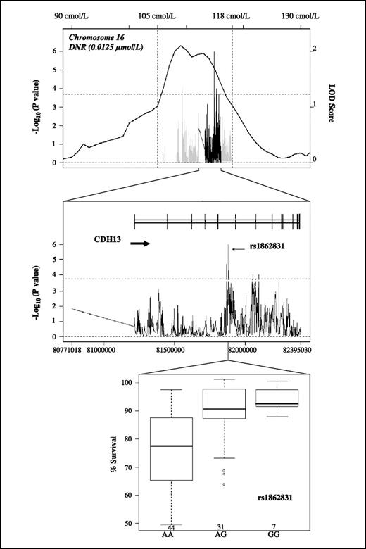 Figure 3. Linkage-directed association studies on chromosome 16 to identify SNPs conferring sensitivity to daunorubicin-induced cytotoxicity. Top, results from linkage analysis based on 24 CEPH families. The 1 LOD confidence interval of the peak on chromosome 16 from multipoint (solid curve) linkage of daunorubicin (0.0125 μmol/L)–induced cytotoxicity. Vertical dashed lines, 1 LOD confidence interval of the linkage peaks for the follow-up association studies; horizontal dashed lines, P value of 2 × 10−4. Results of QTDT analysis using genotypes for 30 CEU trios from the HapMap Project (gray bars) and associated genotypes within CDH13 (black bars). Middle, results of QTDT analysis illustrating associated genotypes within CDH13. Bottom, SNP rs1862831 in the fifth intron of CDH13 gene are associated with daunorubicin (0.0125 μmol/L)–induced cytotoxicity (FDR = 0.03, P = 1 × 10−6).