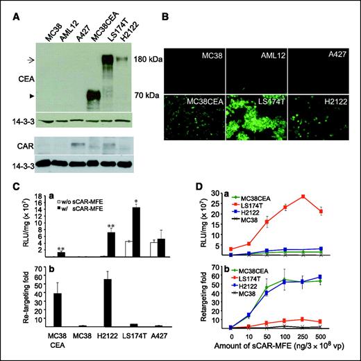 Figure 1. sCAR-MFE increases adenovirus infection of CEA-positive cells. A, CEA and CAR protein levels expressed in cell lines, analyzed by Western blotting. 14-3-3 was used as a loading control. Arrow, full-length CEA; arrowhead, truncated CEA. B, cell surface CEA expression. Unfixed cells were incubated with anti-CEA antibody to detect CEA on the cell surface. C, adenovirus targeting with sCAR-MFE in CEA-positive and CEA-negative cell lines. The cell lines were infected with Ad.CMVfLuc (3 × 108 vp per well) or with [Ad.CMVfLuc][sCAR-MFE] (50 ng) as described in Materials and Methods. Cell extracts were assayed for fLuc activity and protein concentration. Luciferase activities (a); fold increases in luciferase activity by sCAR-MFE targeting (b). Columns, averages for four cultures; bars, SE. *, P < 0.05; **, P < 0.01, for cells infected with [Ad.CMVfLuc][sCAR-MFE] versus cells infected with Ad.CMVfLuc. D, titration of sCAR-MFE retargeting activity on cell lines expressing varying CEA levels. Ad.CMVfLuc (3 × 108 vp per well) was pre-incubated with increasing amounts of sCAR-MFE (0–500 ng). Cells were then infected with the viral preparations. Cell extracts were assayed for luciferase activity and protein concentration. Points, averages of four cultures; bars, SE. Luciferase activity (a); fold increase in luciferase activity by sCAR-MFE retargeting (b).