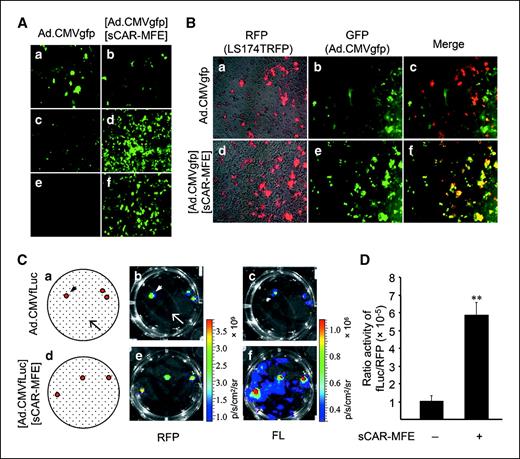 Figure 3. sCAR-MFE untargets adenovirus from CAR-positive cells and retargets adenovirus to CEA-positive cells. A, sCAR-MFE untargets CAR-dependent adenovirus infection and retargets infection to CEA-positive cells. Tumor cells were infected with Ad.CMVgfp or with [Ad.CMVgfp][sCAR-MFE]. GFP fluorescence reflects viral infection. B, adenovirus is untargeted by sCAR-MFE from CAR-positive, CEA-negative cells and retargeted to CEA-positive cells in cell mixtures. LS174T(RFP) CEA+ cell and A427 CEA− cell mixtures were infected with Ad.CMVgfp or [Ad.CMVgfp][sCAR-MFE]. Red fluorescence reflects RFP expression in the LS174T(RFP) cells; green fluorescence reflects Ad.CMVgfp infection. Yellow signal, colocalization of GFP and RFP fluorescence (c and f). C, adenovirus is targeted to CEA-positive colonies by sCAR-MFE. Colonies of LS174T(RFP) CEA+ cells (arrowheads) in a monolayer of AML12 CEA− cells (arrows) were infected with Ad.CMVfLuc or [Ad.CMVfLuc][sCAR-MFE]. RFP fluorescence and luciferin-dependent bioluminescence were monitored with a CCD camera. RFP fluorescence shows LS174T(RFP) colonies; fLuc (FL) bioluminescence reflects Ad.CMVfLuc infection. D, Quantitation of RFP fluorescence and luciferase activity for colonies (C). ROIs for each colony were kept constant for fluorescent and bioluminescent analyses. Luciferase activity, measured by bioluminescence, was normalized by the RFP fluorescent ROI data for each colony. Columns, averages; bars, SE. **, P < 0.01.
