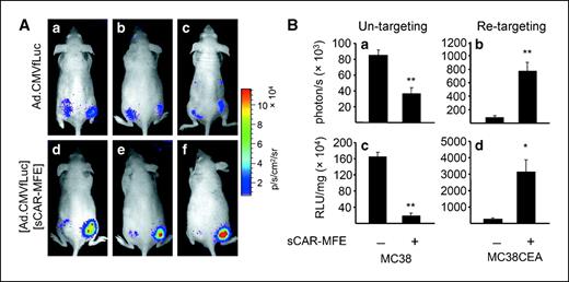 Figure 4. Adenovirus infection is decreased in CEA-negative MC38 s.c. tumors and increased in CEA-positive MC38-cea-2 s.c. tumors by sCAR-MFE, following i.t. injection. A, MC38 (left flank) and MC38-cea-2 (right flank) s.c. tumors were injected with Ad.CMVfLuc (1 × 108 pfu per tumor; top) or [Ad.CMVfLuc][sCAR-MFE] (3 μg per tumor; bottom). Luciferin-dependent bioluminescence was imaged 3 days after virus administration. B, quantitation of luciferase activity from the tumors of (A). Luciferase activity was quantitated from ROIs of the tumors (a and b). After bioluminescent imaging, the mice were sacrificed; tumor extracts were prepared; and luciferase activity was assayed by conventional assays (c and d). Columns, averages (n = 3); bars, SE. *, P < 0.05; **, P < 0.01, comparing tumors injected with Ad.CMFfLuc versus [Ad.CMVfLuc][sCAR-MFE].