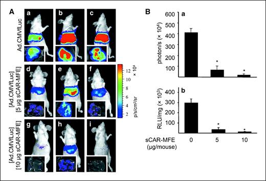 Figure 5. sCAR-MFE hepatic untargeting of adenovirus injected i.v. A, Ad.CMVfLuc (5 × 108 pfu per mouse; a–c), [Ad.CMVfLuc][sCAR-MFE] (5 μg per mouse; d–f), and [Ad.CMVfLuc][sCAR-MFE] (10 μg per mouse; g–i) were injected by tail vein into groups of three mice. The living mice and their isolated livers were imaged by bioluminescence 3 d after virus injection. B, quantitation of luciferase activity from the livers of (A). After imaging, liver extracts were prepared. Luciferase activity was quantitated by ROI analysis of luciferin-dependent bioluminescent activity in (a) and by conventional luciferase assays of liver extracts (b). Columns, averages (n = 3); bars, SE. *, P < 0.05, comparing mice injected with Ad.CMFfLuc versus [Ad.CMVfLuc][sCAR-MFE].