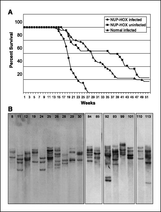Figure 1. Acceleration of leukemic transformation in NHD13 mice by MOL4070LTR infection. A, survival plot of MOL4070LTR-infected NHD13 transgenic mice (•; n = 34), MOL4070LTR-infected wild-type mice (▴; n = 41) and noninfected NHD13 transgenic mice (▪; n = 22). B, Southern blot analysis of a representative panel of NHD13 MOL4070LTR-infected mice. An EcoRI-digested DNA membrane was hybridized with a MOL4070LTR envelope-region probe. Note the variable intensity of bands within samples; such variation is likely attributable to oligoclonality of the tumor.
