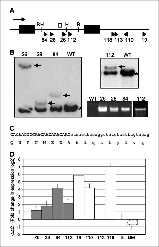 Figure 3. Mn1 insertions contribute to the major leukemic clone and result in overexpression of the normal allele as well as a fusion transcript. A, exon/intron structure of the Mn1 locus and location and orientation of viral insertion sites. Black boxes, Mn1 exons. Arrow, direction of transcription. Arrowheads, viral insertion site position and orientation. White box, position of the Southern probe. B, BglII restriction site. H, HindIII restriction site. Numbers, mouse identification. B, Southern analysis of Mn1 locus and expression of fusion transcript. Samples were digested with HindIII (left) or BglII (top right) and probed with the probe indicated in (A). *, expected germ line band. Black arrows, bands of predicted size based on LM-PCR data. RT-PCR was done on these samples using an Mn1 forward primer and a MOL4070LTR viral reverse primer, detecting the presence of a fusion transcript (bottom right). A total of 35 cycles of PCR were done, except for sample no. 112 for which 45 cycles were done. C, partial cDNA sequence with predicted protein translation of the band produced by RT-PCR as in (D), indicating the fusion is in-frame. Upper case sequence derives from Mn1, lower case sequence from MOL4070LTR virus. D, real-time PCR analysis of Mn1 expression in spleens of mice with Mn1 insertion events. Dark bars, mice with intronic insertions. White bars, mice with 3′ insertions. Expression was calculated using the ΔΔCT method (19) and is shown in log 2 scale. Expression level was normalized to that of wild-type spleen. Columns are labeled with mouse identification number. S, wild-type spleen; BM, wild-type bone marrow.