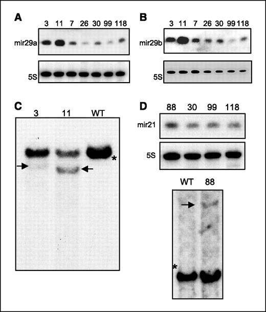 Figure 4. Retroviral insertion results in overexpression of mature microRNAs. A, Northern blot showing the expression of miR29a in spleen tissue of two mice with an insertion near the miR29 locus and five leukemic mice without an insertion near the locus. Lanes are labeled with mouse identification number. 5S RNA was used as a loading control. B, Northern blot showing the expression of miR29b1 on duplicate membrane to that in (A). C, Southern blot showing the insertion alleles of the miR29 locus in mice nos. 3 and 11. *, expected genomic band. Black arrows, bands of predicted size based on LM-PCR data. The intensity of the insertion bands indicates that the miR29 insertions contribute to the major leukemic clone. D, Northern blot (top) showing the expression of miR21 in spleen tissue of one mouse with an insertion near the miR21 locus and three leukemic mice without an insertion near the locus. Lanes are labeled with mouse identification number. 5S RNA was used as a loading control. Southern blot (bottom) showing the insertion allele of the miR21 locus in mouse no. 88. *, expected genomic band. Black arrows, bands of predicted size based on LM-PCR data.