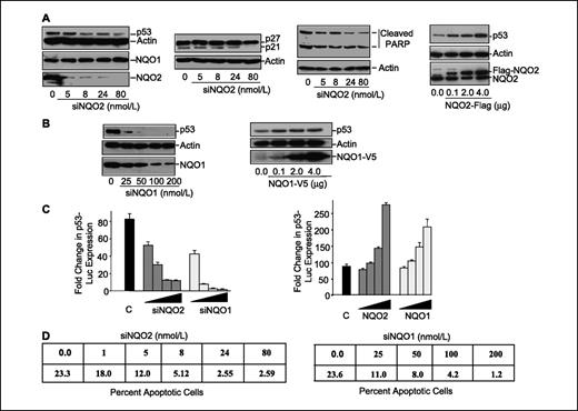 Figure 1. Inhibition or overexpression of NQO2 and NQO1 leads to alterations in stability of p53. A, Western analysis. Human hepatoblastoma Hep-G2 cells in left three panels were transfected with indicated amounts of siNQO2 RNA. The lane showing 0 siNQO2 was transfected with 80 nmol/L control scrambled siRNA. The Hep-G2 cells in right-most panel were transfected with increasing concentration of Flag-NQO2 expression plasmid. The lane showing 0.0 was transfected with 4.0 μg of control Flag vector. The transfected cells were lysed. The lysates were separated on SDS-PAGE, Western blotted and probed with NQO2, NQO1, p53, p27, p21, Flag, and actin antibodies. B, Western analysis. Hep-G2 cells were transfected with increasing concentrations of siNQO1 RNA (left) or pcDNA-NQO1-V5 plasmid (right). The cells were lysed, Western blotted, and probed with p53, NQO1, V5, and actin antibodies. C, p53-luciferase assay. Left, Hep-G2 cells were cotransfected with a fixed concentration of pFc-p53 expression, p53-luciferase (p53-Luc), and renilla luciferase plasmids and an increasing concentration of siNQO2 or siNQO1 RNA, lysed and analyzed for luciferase activity. The control lane (C) shows fold increase in p53-Luc expression in cells overexpressing p53 from pFc-p53 plasmid compared with vector transfected control. Right, Hep-G2 cells were cotransfected with increasing concentration of pcDNA-NQO2 or pcDNA-NQO1 expression plasmid and fixed concentrations of p53-luciferase and renilla luciferase, lysed and analyzed for luciferase activity. D, apoptotic cell death. Hep-G2 cells were transfected with indicated concentrations of NQO2 or NQO1 siRNA, incubated for 72 h, treated with Annexin V, and analyzed for apoptotic cells by flow cytometry.