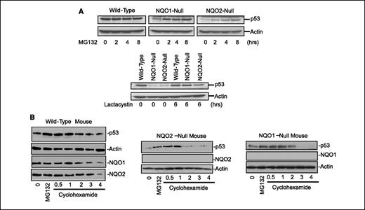 Figure 2. Proteasome inhibitors stabilize p53 in NQO2 and NQO1-null cells. A, degradation of p53 in wild-type, NQO2-null, and NQO1-null keratinocytes. Wild-type, NQO1-null, and NQO2-null keratinocytes were treated with 5 μmol/L MG132 for 0–8 h or 50 μmol/L lactacystin for 6 h. The concentrations and time used for MG132 and lactacystin treatments did not lead to cell death as determined by visual observations under the microscope and 3-(4,5-dimethylthiazol-2-yl)-2,5-diphenyltetrazolium bromide assay of viability test (data not shown). Cells were lysed in ice-cold RIPA. Fifty micrograms of protein were loaded in each lane and separated on SDS polyacrylamide gels, blotted on the ECL membranes, and probed with antibodies against tumor suppressor proteins p53 and actin. B, degradation of p53 in wild-type, NQO2-null, and NQO1-null mouse macrophages. Wild-type, NQO2-null, and NQO1-null mouse macrophages were treated with MG132 for 5 h, washed and treated with cycloheximide. The cells were collected at varying time intervals, lysed, and analyzed by Western blotting and probing with p53, NQO2, NQO1, and actin antibodies. The experiments in B were done thrice, and results were reproducible. Representative experiments.