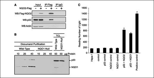 Figure 3. NQO2 and NQO1 interaction with p53. A, immunoprecipitation. Hep-G2 cells were transfected with Flag vector or Flag-NQO2 expression plasmid. The NQO2-Flag transfected cells were lysed and immunoprecipitated with anti-Flag and IgG antibodies and analyzed by Western blotting and probing with anti-Flag and anti-p53 antibodies. B, copurification of p53 with NQO1. Wild-type and NQO1-null keratinocytes were lysed with cold RIPA and protease inhibitor cocktail. Lysates were passed through dicumarol column. Columns were washed by passing excess amount of RIPA. NQO1 protein was then eluted, separated on polyacrylamide gels, blotted on the ECL membrane, and probed with antibodies against p53 and NQO1. The last two lanes were loaded with 50 μg of total cell lysate (TCL) of wild-type and NQO1-null keratinocyte cells. C, SEAP assay. Mouse hepatoma Hepa-1 cells were transfected with the plasmids in combinations: control (pM+pVP16+pG5SEAP); p53 control (pM-p53+pVP16+pG5SEAP); NQO1 control (pM+pVP16-mNQO1+pG5SEAP); NQO2 control (pM+pVP16-mNQO2+pG5SEAP); NQO2 interaction with p53 experiment (pM-p53+pVP16-mNQO2+pG5SEAP); NQO1 interaction with p53 experiment (pM-p53+pVP16-mNQO2+pG5SEAP); positive control (pM3-VP16+pG5SEAP, which have vectors encoding interacting proteins). The SEAP activity in culture supernatant was determined using a BD Great EscAPeTM SEAP chemiluminescence detection kit (Clontech) according to the manufacturer's instruction. Columns, mean of five independent experiments; bars, SD.