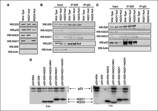 Figure 4. NQO2 and NQO1 interaction with p53 and protection against 20S proteasomal degradation of p53. A, Western analysis of purified 20S proteasomal fractions. NQO2, NQO1, and p53 copurify with 20S proteasomes. Livers from wild-type, NQO2-null, and NQO1-null mice were homogenized and subcellular fractionated. The 20S-containing fraction was purified and analyzed for the presence of p53, NQO1, NQO2, 26S, and actin. The proteins were separated on SDS-PAGE, Western blotted, and probed with rabbit polyclonal anti-20S proteasome core subunits, rabbit polyclonal anti-p53, rabbit–anti-NOQ1, goat–anti-NQO2, rabbit–anti-26S proteasome, S6-subunit, mouse–anti-actin antibodies. B, immunoprecipitation of liver 20S fractions. Two hundred micrograms of 20S proteasomes purified from livers of wild-type, NQO2-null, and NQO1-null mouse were immunoprecipitated with rabbit–anti-20S antibody or rabbit–anti-IgG antibody. The proteins were separated on SDS-PAGE, Western blotted, and probed with 20S, NQO2, NQO1, p53, and actin antibodies. Input lanes contain one-tenth of amount of 20S fraction used for immunoprecipitation. C, immunoprecipitation of liver cytosolic fractions. One milligram liver cytosolic proteins from wild-type, NQO1-null, and NQO2-null mice was immunoprecipitated with rabbit–anti-20S antibody or rabbit–anti-IgG antibody. The proteins were separated on SDS-PAGE, Western blotted, and probed with 20S, NQO2, NQO1, p53, and actin antibodies. Input lanes contain one-tenth of amount of cytosolic fractions used for immunoprecipitation. D, in vitro degradation of p53. NQO2 and NQO1 protection against 20S degradation of p53. In vitro reticulocyte lysate-translated [35S]methionine-labeled p53 was incubated with 2 μg of purified 20S proteasome at 37° for 1 h in the absence or presence of in vitro translated NQO2 or NQO1 together with or without 1 mmol/L NADH or 500 μmol/L NRH. Samples were mixed with Laemmli denaturation buffer, heated at 95°C for 5 min, and electrophoresed on SDS-PAGE. After electrophoresis, the gel was dried and exposed overnight at −70° and autoradiographed. *, unspecific band.