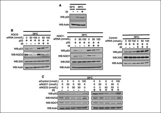Figure 5. NQO2 and NQO1 protection against 20S proteasomal degradation of p53 in temperature-sensitive ubiquitin-deficient cells and effect of radiation. A, Western analysis. Expression of p53 in A31N-ts20 cells at permissive and restrictive temperatures. A31N-ts20 cells were cultured at 35°C (permissive temperature, ubiquitin positive) and 39°C (restrictive temperature, ubiquitin negative). The cells grown at 39°C were exposed to 4 Gy of γ radiation, lysed in RIPA, and analyzed by Western blotting and probing with anti-p53 and antiactin antibodies. B, siRNA transfection and Western analysis. A31N-ts20 cells were transiently transfected with HA-tagged p53 without and with increasing concentrations of NQO2-siRNA (left), NQO1-siRNA (middle), or control siRNA (right) at 35°C. The cells were incubated for 48 h at 35°C and then transferred to 39°C for 24 h. The cells were either unexposed or exposed to 4-Gy γ radiation, and cultured at 39°C for another 4 h. The cells were lysed and analyzed by Western blotting and probing with anti-NQO2, anti-NQO1, anti-p53, and antiactin antibodies. C, NQO2 and NQO1 siRNA combined transfection and Western analysis. NQO2 siRNA and NQO1 siRNA were combined in concentrations and experiments repeated as in B.