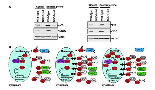 Figure 6. Chemical induction of NQO2 and NQO1 and protection against 20S degradation of p53. A, Western analysis. Benzo(a)pyrene induction of NQO2 and NQO1 and stability of p53. Wild-type and NQO2-null keratinocytes (left) and wild-type and NQO1-null keratinocytes (right) were treated with 1,200 nmol benzo(a)pyrene in acetone. Control cells received acetone alone. The cells were harvested and homogenized in appropriate buffer containing protease inhibitors. One hundred micrograms of homogenates were separated on SDS-PAGE, Western blotted, and probed with anti-NQO2, anti-NQO1, anti-p53, and antiactin antibodies. B, hypothetical model demonstrating the role of NQO1 and NQO2 in protection against 20S proteasomal degradation of p53.