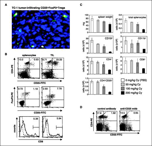 Figure 2. Presence of Tregs and CD8+ T cells in TC-1 tumors and effect of cyclophosphamide and anti-CD25 mAbs on splenocytes. A, immunofluorescence analysis of Tregs in TC-1 tumors: cryosections of TC-1 tumors were analyzed by immunofluorescence staining. Characteristic section. Magnification, ×40. FoxP3 staining appears red and is mostly localized to the cell center. CD25 staining appears green and is mostly localized to the cell periphery. B, flow cytometry analysis of Tregs in spleen and tumor. Three mice were s.c. injected with 5 × 104 TC-1 cells. After 14 d, tumors were harvested and TILs were extracted and analyzed by flow cytometry using anti–FoxP3-PE, anti–CD4-PE, anti–CD25-FITC, and anti–CD8-PE antibodies. Characteristic analyses of TIL. C, effect of cyclophosphamide (Cy) injection on splenic Tregs. Mice were i.p. injected with 50, 100, or 200 mg/kg cyclophosphamide or PBS as a control (four animals per group). Four days later, spleens were harvested and weighed, total splenocytes were counted, and percentage of different subpopulations was determined by flow cytometry using anti–CD4-PE, anti–CD25-FITC, anti–CD8-PE, anti–CD19-PE, and anti–CD11b-PE antibodies. Total numbers of splenocyte subpopulations were calculated. D, effect of anti-CD25 antibody injection on splenic Tregs. Mice were i.p. injected with 500 μg anti-CD25 (clone PC61.5) or control antibody (four animals per group). After 4 d, spleens were harvested, total splenocytes were counted, and percentage of different subpopulations was determined by flow cytometry using anti–CD4-PE and anti–CD25-FITC (clone 7D4).