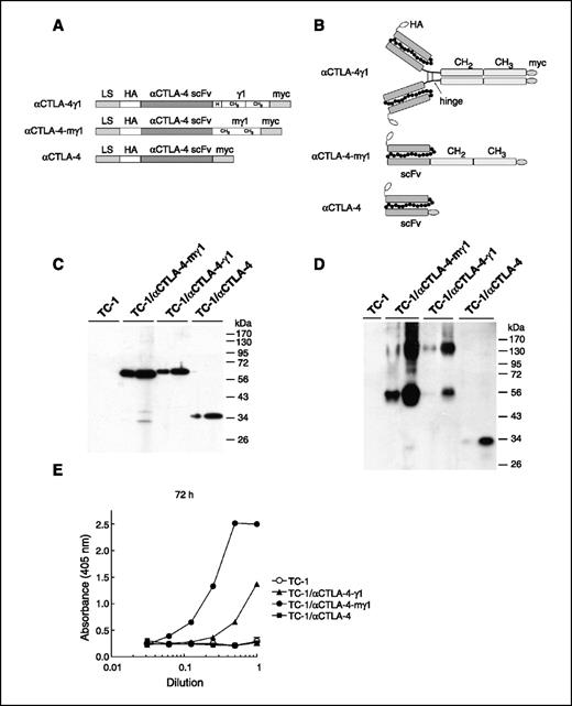 Figure 4. Generation and in vitro analysis of TC-1 cells. A, the αCTLA-4-γ1 construct codes for an immunoglobulin Vκ signal peptide, an HA epitope, the anti–CTLA-4 scFv, the hinge, CH2 and CH3 domains of human IgG1, and a myc epitope. αCTLA-4-mγ1 is similar but lacks the hinge region of human IgG1. αCTLA-4 codes for a monomeric scFv. B, predicted structures of the scFv. αCTLA-4-γ1 is predicted to form disulfide-linked dimers. C and D, TC-1 cells and derivatives were boiled in reducing (C) or nonreducing (D) SDS sample buffer, and lysate corresponding to 0.2 × 105 (left) or 1.3 × 105 (right) cells was resolved by SDS-PAGE and immunoblotted for the presence of the HA epitope (see Supplementary Data for details). E, established TC-1 cells expressing αCTLA-4 scFv, αCTLA-4-mγ1, or αCTLA-4-γ1 were cultured for 72 h. Serial dilutions of the culture medium were then assayed for binding to recombinant CTLA-4 protein coated in microtiter plates by ELISA. Note that the culture medium from TC-1/αCTLA-4-mγ1 cells showed a higher CTLA-4 binding capacity, which was most likely due to higher transgene expression levels in TC-1/αCTLA-4-mγ1 cells (see C and D). In contrast, culture medium from TC-1/αCTLA-4 cells did not show significant CTLA-4 binding, although binding was detected in culture medium collected after 48 h (data not shown). We speculate that this is due to poor stability of the anti–CTLA-4 scFv protein.