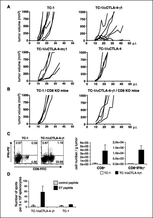 Figure 5. Effect of anti–CTLA-4 antibody expression on antitumor immune responses. A, effect of local anti–CTLA-4 antibody expression. Immunocompetent mice were s.c. injected with 5 × 104 TC-1 cells or established TC-1 cells expressing αCTLA-4 scFv, αCTLA-4-mγ1, or αCTLA-4-γ1 and tumor growth was followed. Treatment groups contained 4 mice (TC-1/αCTLA), 6 mice (TC-1/αCTLA-4 mγ1), or 8 mice (TC-1; TC-1/αCTLA-4-γ1). This experiment was repeated twice with a similar outcome. B, role of immune cells. CD8 KO mice were s.c. injected with 5 × 104 TC-1 or TC-1/αCTLA-4-γ1 cells (four animals per group). C, intracellular cytokine staining for CD8 and IFNγ. Immunocompetent mice were s.c. injected with 5 × 104 TC-1 or TC-1/αCTLA-4-γ1 cells (three animals per group). Tumors were harvested after 21 d and TILs were extracted and immediately analyzed by flow cytometry using anti–CD8-FITC and anti–IFNγ-PE antibodies. Left, characteristic analyses of IFNγ-producing CD8+ cells; right, total numbers of TIL subpopulations per gram tumor. D, splenocytes from mice, which showed TC-1/αCTLA-4-γ1 tumor regression, were harvested 21 d after tumor transplantation (control group: TC-1 tumor-bearing mice, 21 d after tumor transplantation) and subsequently analyzed for frequencies of IFNγ-producing E7-specific T cells via ELISPOT as described previously (31). Frequencies of IFNγ-producing T cells specific to the HPV16 E749-57 H-2Db–restricted peptide (RAHYNIVTF) or an unrelated control peptide (three animals per group).