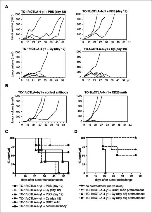 Figure 6. Effect of local anti–CTLA-4 antibody expression and systemic Treg repression by low-dose cyclophosphamide or anti-CD25 mAb treatment on TC-1 tumor growth. A, tumor growth after combined anti–CTLA-4/cyclophosphamide treatment. Mice were s.c. injected with 5 × 104 TC-1/αCTLA-4-γ1 cells in the right flank. On day 12 and 19 post-transplantation, mice received a single i.p. application of 100 mg/kg cyclophosphamide or PBS as a control. Three animals [PBS (day 12), PBS (day 19)] and five animals per group [cyclophosphamide (day 12), cyclophosphamide (day 19)] were used. This experiment was repeated once with a similar outcome. B, tumor growth after combined anti–CTLA-4/anti-CD25 treatment. Mice were s.c. injected with 5 × 104 TC-1/αCTLA-4-γ1 cells. Five hundred micrograms anti-CD25 antibody or control antibody was injected i.p. on days −1, +2, and +4 after tumor injection. Three animals (control antibody) and five animals (CD25 mAb) per treatment group were used. This experiment was repeated once with a similar outcome. C, survival curve of the mice described in (A) and (B). D, long-term survival. Mice, which showed tumor regression (and no relapse in tumor growth) on combination treatment in (A) and (B), were rechallenged with TC-1 cells on day 55 after injection of primary TC-1/αCTLA-4-γ1 cells. TC-1 cells (2.5 × 104) were s.c. injected in both flanks of the mice and tumor growth was followed for 55 d. Mice were sacrificed when tumors reached a size of 1,000 mm3. Four animals [TC-1/αCTLA-4-γ1 + cyclophosphamide (day 12) pretreatment group and TC-1/αCTLA-4-γ1 + cyclophosphamide (day 19) pretreatment group] and three animals (naive mice, TC-1/αCTLA-4-γ1 + CD25 mAb pretreatment group) per treatment group were used. This experiment was repeated once with a similar outcome.