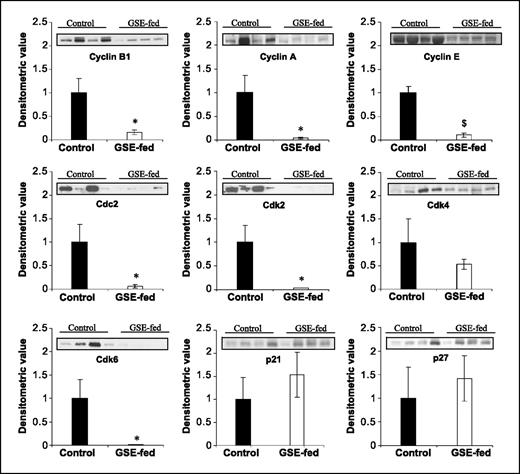 Figure 5. GSE feeding alters the expression levels of cell cycle regulatory molecules in the prostate of TRAMP mice. Four prostate tissue samples from individual mice were randomly selected from each group for immunoblot analyses detailed in Materials and Methods. Reactive protein bands for the expression of cyclin B1, cyclin A, cyclin E, Cdc2, Cdk2, Cdk4, Cdk6, Cip1/p21, and Kip1/p27 were visualized by enhanced chemiluminescence detection system, and membrane was stripped and probed with β-actin as loading control. Densitometric analysis of band intensity for each protein was adjusted with β-actin (blots not shown). Columns, mean of the four bands from individual mouse prostate in each group; bars, SE. $, P < 0.001; *, P < 0.05 (Student's t test).