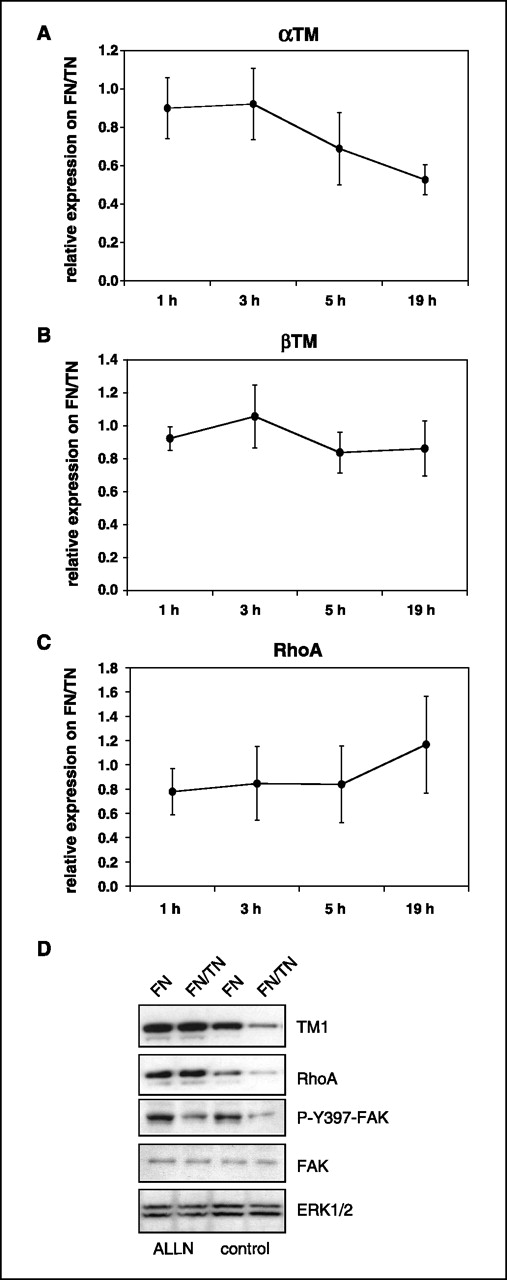Figure 5. Regulation of αTM, TM1, and RhoA RNA and protein levels on FN/TN-C. T98G cells were plated on fibronectin or FN/TN-C for the indicated time points (A–C) and 5 h (D) in serum-free medium (A–C), EGF, and ALLN (D) before RNA extraction and real-time RT-PCR (A–C) and lysis and immunoblotting (D).