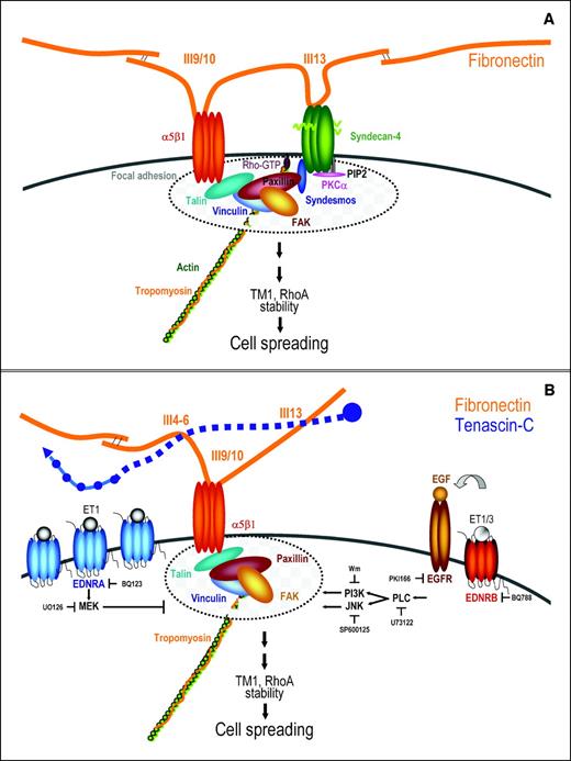 Figure 7. Tenascin-C induces EDNRA signaling that is counteracted by EDNRB. A, on activation of integrin α5β1 and syndecan-4 by fibronectin, cells activate FAK and RhoA upstream of TM1, which leads to actin polymerization and filament stabilization and subsequent cell spreading. PKCα, protein kinase Cα. B, tenascin-C induces EDNRA expression and EDNRA-induced MEK-dependent signaling causes enhanced proteolysis of TM1 and RhoA. This leads to cell rounding on a FN/TN-C substratum. In contrast to EDNRA, signaling by EDNRB (induced by ET1 or ET3) restores FAK and paxillin phosphorylation and downstream stabilization of TM1 and RhoA and subsequently leads to cell spreading on FN/TN-C. This involves EGFR, PLC, PI3K, JNK, and other not yet identified downstream signaling molecules. EDNRB signaling might activate EGFR indirectly, presumably due to enhanced maturation of pro-EGF (40). It is remarkable that EDNRB-induced cell spreading on FN/TN-C occurs independent on activation of syndecan-4 by fibronectin.