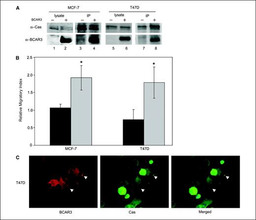 Figure 3. BCAR3 overexpression in MCF-7 and T47D cells increases BCAR3-p130Cas interactions and promotes cell migration. A, MCF-7 and T47D cells were transiently transfected with vector (lanes 1, 3, 5, and 7) or BCAR3-encoding plasmids (lanes 2, 4, 6, and 8). Twenty micrograms of total cell lysate (lanes 1, 2, 5, and 6) or p130Cas immune complexes generated from 200 μg of total protein (lanes 3, 4, 7, and 8) were immunoblotted for p130Cas (top) or BCAR3 (bottom). B, MCF-7 and T47D cells were cotransfected with plasmids encoding GFP plus vector or BCAR3. Twenty-four hours later, cells were seeded onto Boyden chambers and allowed to migrate toward serum for 24 h at 37°C (see Materials and Methods for calculation of relative migratory index). Columns, mean for five or seven independent experiments, respectively; bars, SD. Black columns, vector-transfected cells; gray columns, BCAR3-transfected cells. *, P < 0.05 relative to vector-transfected cells. C, T47D cells transfected with BCAR3-expressing plasmids were plated onto fibronectin-coated coverslips 24 h posttransfection and processed for immunofluorescence 24 h later. BCAR3 and p130Cas were visualized by epifluorescence microscopy as described in Materials and Methods. Overexpressed BCAR3 colocalized with p130Cas at the periphery of the cell (arrowheads).