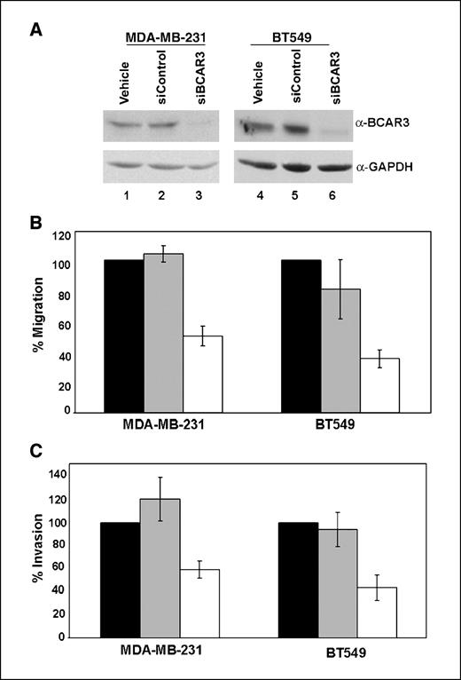 Figure 4. Depletion of BCAR3 in MDA-MB-231 or BT549 cells results in reduced migration and invasion. A, MDA-MB-231 and BT549 cells were treated with vehicle (H2O; lanes 1 and 4), nontargeting siRNAs (lanes 2 and 5), or BCAR3-specific siRNAs (lanes 3 and 6). Forty-eight hours later, cells were lysed and 50 μg total cell lysate were immunoblotted for BCAR3 (top panels) and GAPDH (bottom panels). B, vehicle-treated (black columns), control siRNA–treated (gray columns), or BCAR3-specific siRNA–treated (white columns) MDA-MB-231 and BT549 cells were seeded onto Boyden chambers 48 h posttransfection and allowed to migrate toward 10% serum for 6 h. C, vehicle-treated (black columns), control siRNA–treated (gray columns), or BCAR3-specific siRNA–treated (white columns) MDA-MB-231 and BT549 cells were seeded onto Matrigel-coated Boyden chambers 48 h posttransfection and allowed to migrate toward 10% serum for 24 h. Columns (B and C), mean for eight independent experiments; bars, SD. *, P < 0.05 relative to both vehicle siRNA and control siRNA treatment of cells.