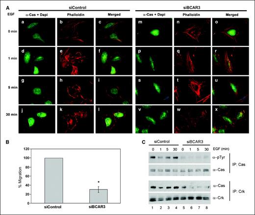 Figure 6. Depletion of BCAR3 in BT549 cells results in an attenuated EGF response. A, BT549 cells were transfected with control or BCAR3-specific siRNAs and incubated for 48 h. Cells were then serum starved for 16 h and stimulated with 100 ng/mL of EGF for 0, 1, 5, or 30 min. p130Cas localization was visualized by epifluorescence with p130Cas antibodies (green) and filamentous actin was visualized by Texas red–phalloidin (red). Merged images are shown. B, control siRNA or BCAR3 siRNA-treated BT549 cells were seeded onto Boyden chambers 48 h posttransfection and allowed to migrate toward 100 ng/mL EGF for 6 h. *, P < 0.05 relative to control siRNA treatment of cells. C, BT549 cells were siRNA treated and stimulated with EGF as described in (A). p130Cas immune complexes were generated from 200 μg total cell lysates, separated by 8% SDS-PAGE, and immunoblotted with pTyr (top) or p130Cas (second panel) antibodies. Crk immune complexes were generated from 650 μg total cell lysates, separated by 8% SDS-PAGE, and immunoblotted with p130Cas (third panel) and Crk (bottom) antibodies.