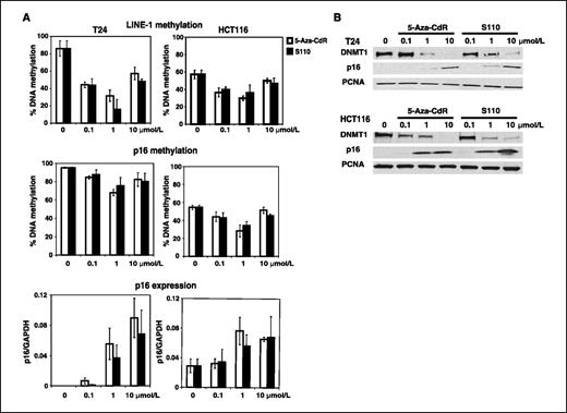 Figure 2. Re-expression of p16 and inhibition of DNA methylation by S110 in cancer cells. T24 or HCT116 cells were treated with varying concentrations of 5-aza-CdR and S110 continuously for 6 days (A). Global methylation changes were measured at LINE-1 elements and the 5′-region of the p16 gene by Ms-SNuPE. Quantitative real time reverse transcription-PCR analysis of the p16 gene was done with normalization against the GAPDH reference gene. White columns, cells treated with 5-aza-CdR; black columns, S110 treatment. Columns, mean from three independent experiments; bars, SD. T24 or HCT116 cells were treated with 5-aza-CdR or S110 for 3 days (B). Whole-cell lysates were collected and separated on a polyacrylamide gel and blotted against specific antibodies for human DNMT1, p16, and PCNA.