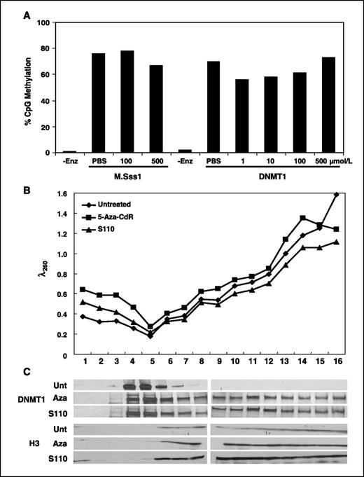 Figure 3. Inhibition of DNMT1 in vitro by S110 and fractionation of DNMT1 in nuclear extracts using sucrose density gradient ultracentrifugation. A fragment of double-stranded DNA containing a hemimethylated CpG site (1 ng) was incubated with M.Sss1 or recombinant human DNMT1 in the presence of S110 for 30 min at 37°C (A). Heat inactivation of the enzyme (-Enz) was followed by bisulfite conversion and DNA methylation analysis by quantitative Ms-SNuPE. HCT116 cells were plated and treated with 1 μmol/L 5-aza-CdR or 1 μmol/L S110 for 24 h (B and C). Cells were harvested and lysed for nuclei extraction. All nuclei were subjected to partial micrococcal nuclease digestion, which yielded nucleosomal fragments of various sizes. The nucleosomes diffused from the digested nuclei were separated by sucrose gradient centrifugation, and 16 fractions were collected. Protein from each fraction was analyzed by Western blot analysis using specific antibodies to human DNMT1 and histone H3. Absorbance of each fraction was measured at λ = 260 nm before TCA precipitation. ♦, untreated (Unt) cells; ▪, cells treated with 5-aza-CdR; ▴, S110-treated cells. Histone H3 is a loading control for the presence of chromatin.