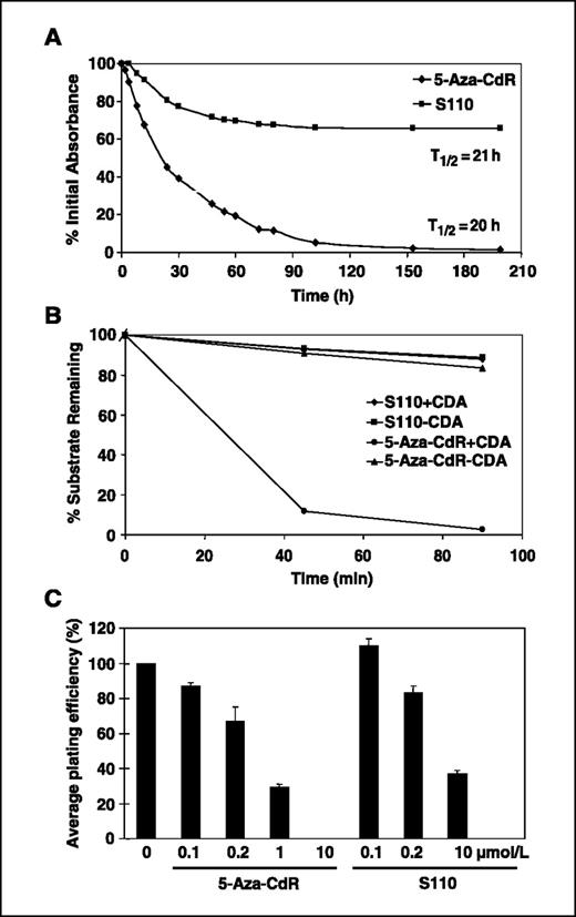 Figure 5. Comparison of stability and cytotoxicity of 5-aza-CdR and S110. The initial absorbance was measured immediately after the compounds were dissolved in PBS (A). Both compounds were incubated at 37°C, and the absorbance of each compound at its respective wavelength of maximum absorbance was measured over time. The decrease in absorbance was expressed as percent initial absorbance. Enzymatic degradation of 5-aza-CdR and S110 by recombinant human CDA was compared (B). Recombinant CDA (0.1 unit) was incubated with 5-aza-CdR or S110 (0.2 mmol/L) at 38°C, and percent substrate remaining was determined by HPLC. ♦, S110 with CDA; ▪, S110 alone; •, 5-aza-CdR with CDA; ▴, 5-aza-CdR alone. Cytotoxicity was compared by measuring the average plating efficiency (C). T24 cells were plated at a low density and treated with 5-aza-CdR or S110 24 h later. Number of colonies from a control or untreated dish was expressed as 100% and the treated dishes as percent untreated. Data from triplicate dishes. Columns, mean; bars, SD.