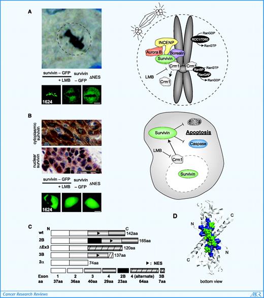 Figure 1. Dynamic intracellular localization of survivin and proposed model of how the survivin/Crm1 interface is required for the dual activity of survivin. A, centromeric survivin in a metaphase head and neck squamous cellular carcinoma (HNSCC) tumor cell is visualized by immunohistochemistry using an anti-survivin antibody. The centromeric localization of ectopically expressed survivin-GFP in the HNSCC cell line 1624 is affected by treatment with LMB or mutation of the NES (survivinΔNES-GFP). Bar, 10 μm. Right, role of Crm1 in targeting the CPC to the centromere. Borealin is complexed with Survivin, which can bind to Aurora-B kinase and is incorporated into the CP holocomplex by interacting with INCENP. The NES in Survivin mediates recruitment of Crm1/RanGTP, which guides the CPC to the centromeres by a still unknown mechanism. This process might be catalyzed by the activity of the guanine nucleotide exchange factor RCC1 or TD60. Hydrolysis of RanGTP, by factors like RanBPs/Ran-GAP1, may facilitate the release of Crm1 and deposition of the CPC at the inner centromere. B, examples of cytoplasmic and nuclear staining of survivin in HNSCC tumor sections visualized by immunohistochemistry. Fluorescence microscopy shows that survivin-GFP localizes predominantly to the cytoplasm and accumulates in the nucleus upon LMB treatment or genetic inactivation of the survivin/Crm1 interaction (survivinΔNES-GFP). Bar, 10 μm. Right, in interphase cells, nuclear export promotes a high cytoplasmic (and mitochondrial) concentration of survivin to counteract proapoptotic stimuli. C, domain organization of survivin and its splice variants. NES is indicated by the arrow. D, position of the NES within the NMR structure of wild-type (wt) survivin (PDB 1XOX). Ribbon representation of the backbone superposition (residues 1–117). Residues 89 to 98 encompassing the NES (blue). Amino acids (aa 89, 93, 96, and 98) critical for NES activity (green).